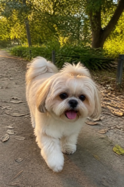 Walk
